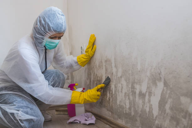 Best Basement Mold Removal  in Laton, CA