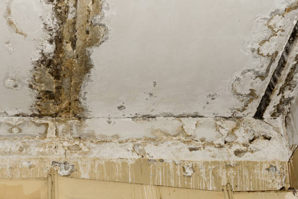Best Industrial Mold Remediation  in Laton, CA