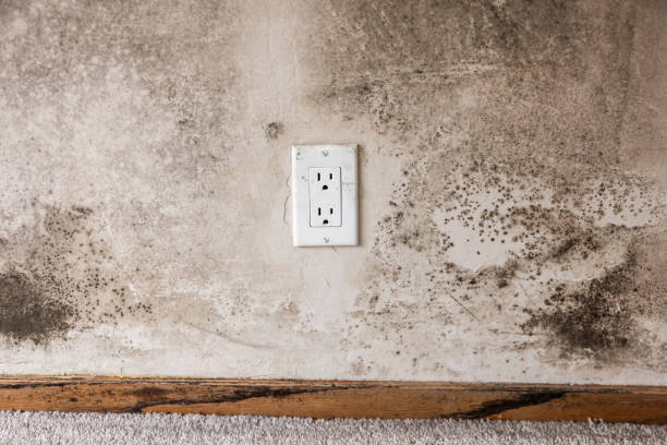 Mold Odor Removal Services in Laton, CA