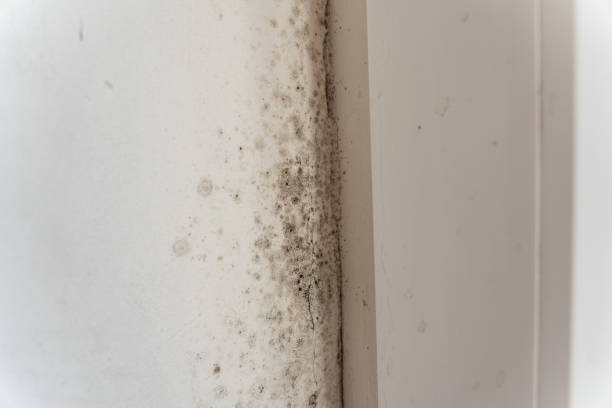 Best Biohazard Mold Removal  in Laton, CA
