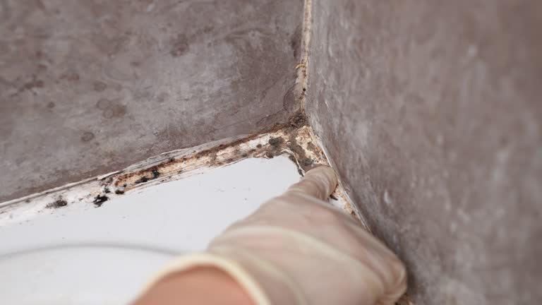 Best Mold-Related Health Consultation  in Laton, CA