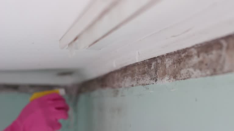 Best Mold Remediation for Healthcare Facilities  in Laton, CA